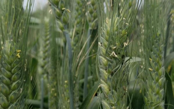 以色列研究:野生小麦的害虫防御可以帮助拯救栽培物种