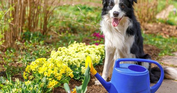 关于如何安全地为你的狗打理花园的4个建议