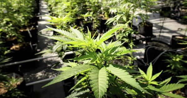 明尼苏达州州长签署大麻合法化法案，今年夏天生效