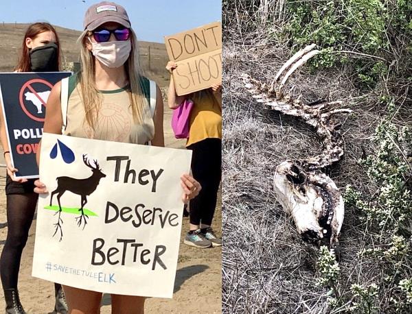 行动起来!300名示威者抗议国家公园管理局在加州杀害图勒麋鹿和扩大牧场的计划;10月18日前需要您的帮助