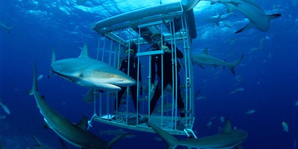在巴哈马群岛的一次“鲨鱼坦克”探险中，一名10岁男孩被鲨鱼袭击后入院治疗