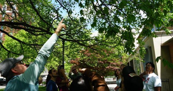 在植树节，罗阿诺克的城市树冠有了生长的空间
